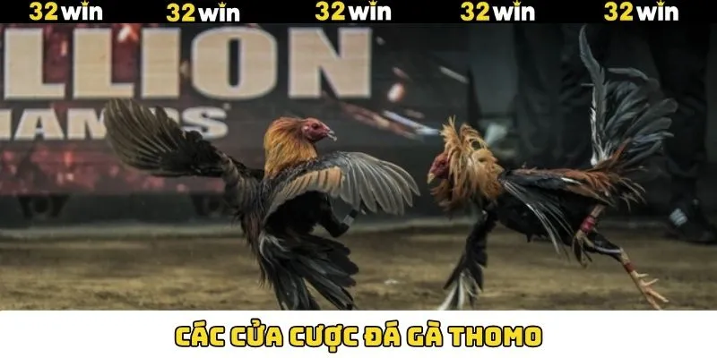 Nắm rõ các cửa cược đá gà Thomo phổ biến 