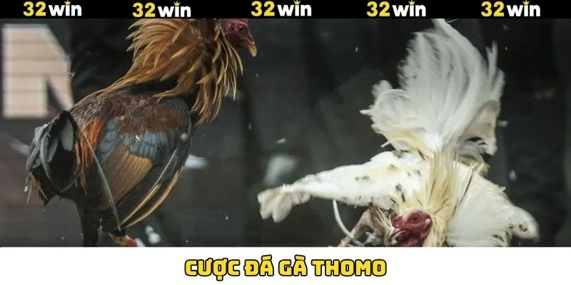 Cược Đá Gà Thomo 32Win - Khám Phá Chiến Lược Đầy Kịch Tính 