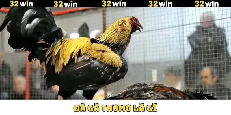 Đá Gà Thomo Là Gì? Trải Nghiệm Thế Giới Chọi Kê Đầy Hấp Dẫn 