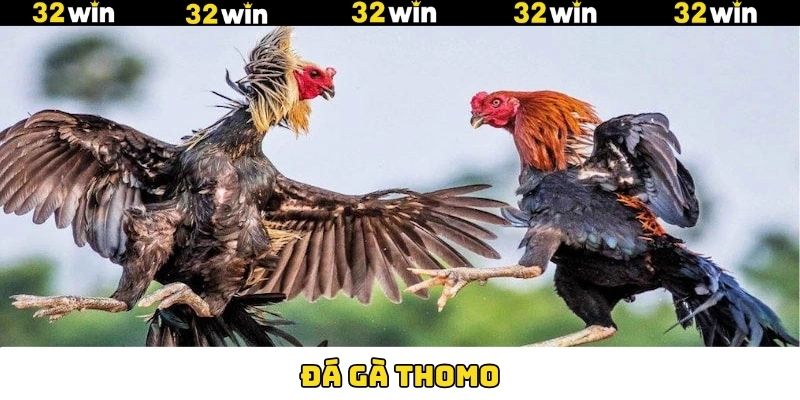 Đá Gà Thomo - Trải Nghiệm Đấu Trường Giải Trí Đỉnh Cao 32Win