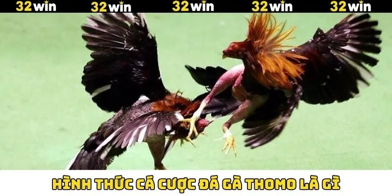 Các loại hình có trong đá gà thomo là gì 