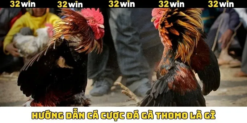 Quy trình tham gia chọi kê thomo chi tiết nên nắm 