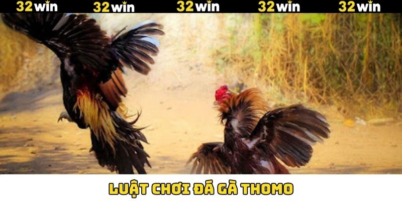 Nắm rõ về luật chơi trong đá gà Thomo tại 32Win Nắm rõ về luật chơi trong đá gà Thomo tại 32Win