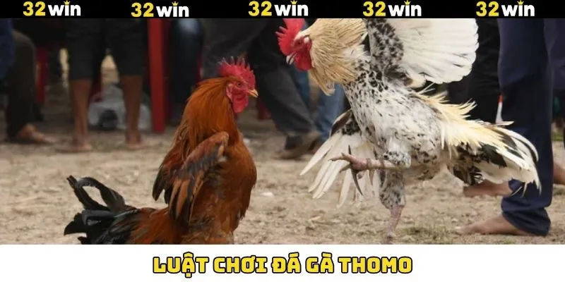 Luật Chơi Đá Gà Thomo 32Win - Hiểu Rõ Để Chơi Hay 