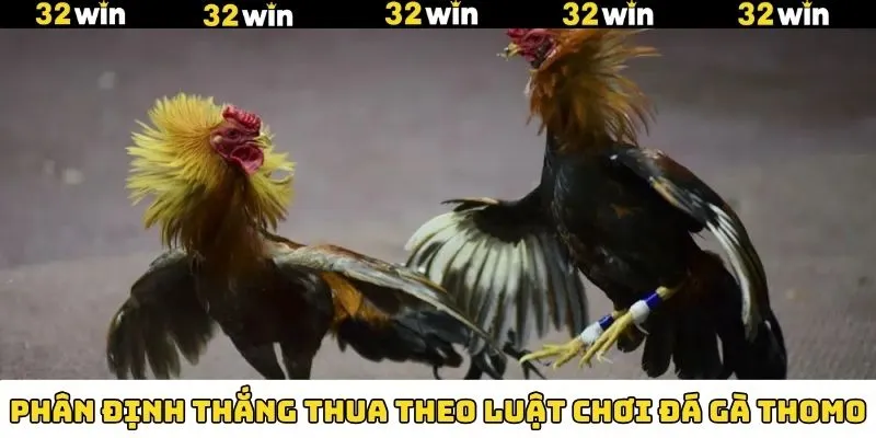 Luật chơi đá gà thomo về cơ chế phân định thắng thua 