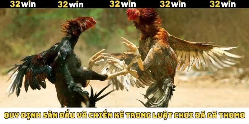 Nắm rõ các quy định về sân đấu chọi kê Thomo 