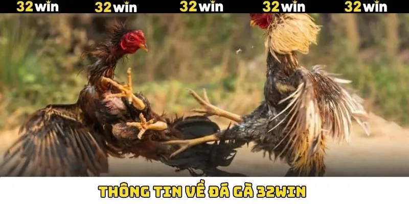 Điều thú vị về chọi gà 32Win
