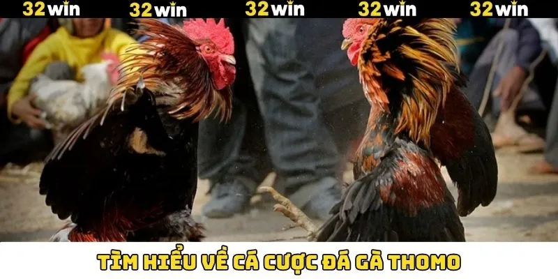 Thông tin tổng quan về cá cược trong chọi kê Thomo 