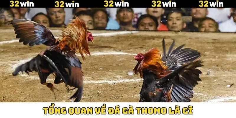 Nội dung sơ lược về hình thức chọi kê thomo thú vị 