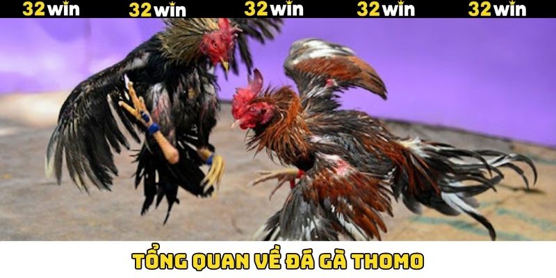 Tổng quan về bộ môn chọi gà Thomo Tổng quan về bộ môn chọi gà Thomo