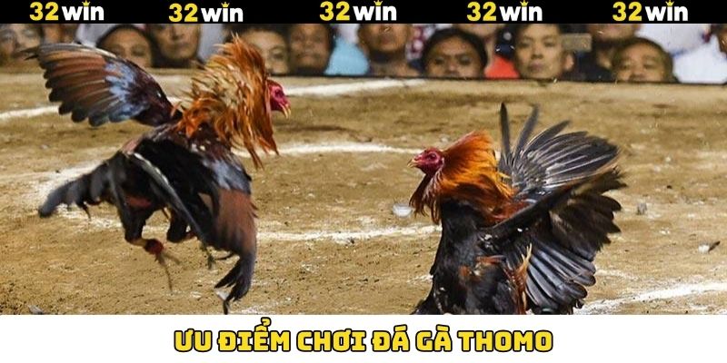 Những ưu điểm nổi trội về đá gà Thomo tại 32Win Những ưu điểm nổi trội về đá gà Thomo tại 32Win
