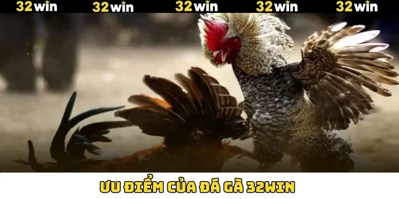 Những điểm hấp dẫn về bộ môn đá gà tại 32Win